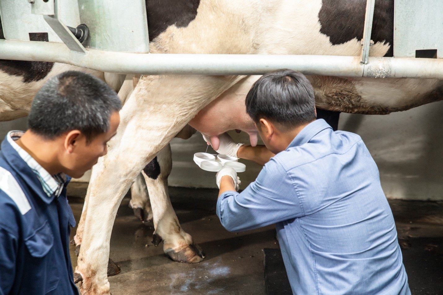 Cô Gái Hà Lan ảnh 6 Co Gai Ha Lan anh 6