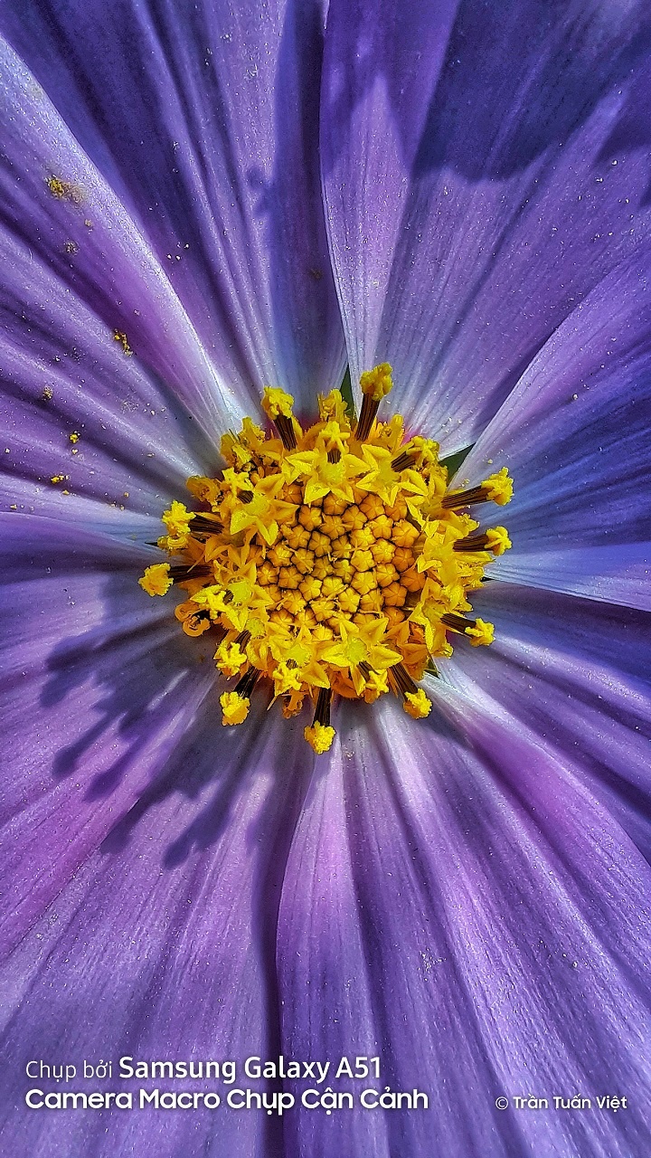 Samsung Gaalxy A51 chup anh macro anh 3