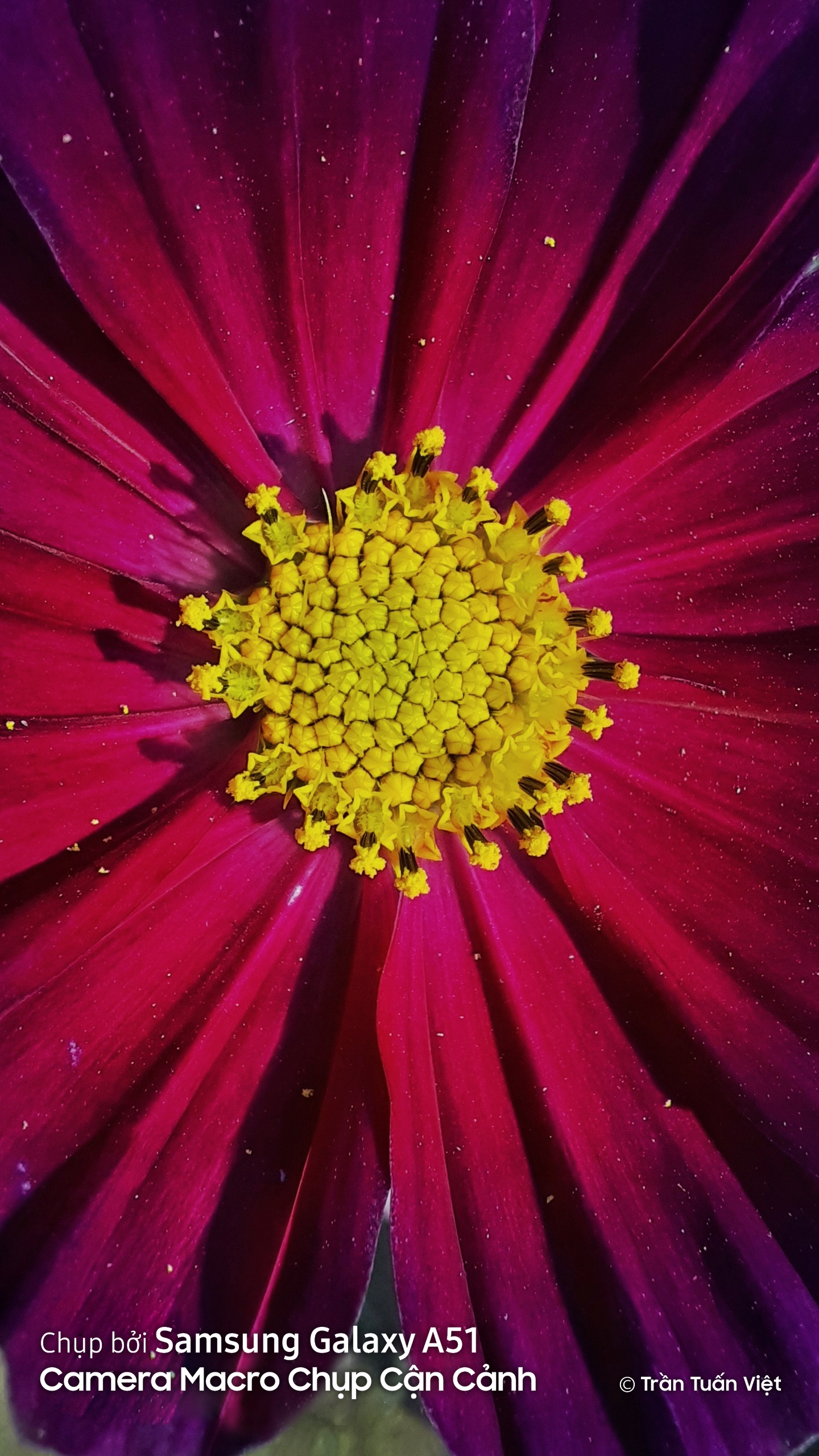 Samsung Gaalxy A51 chup anh macro anh 2