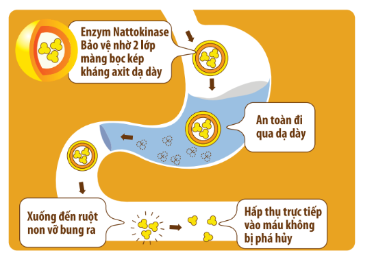 Nattokinase Jintan Nhat Ban anh 2