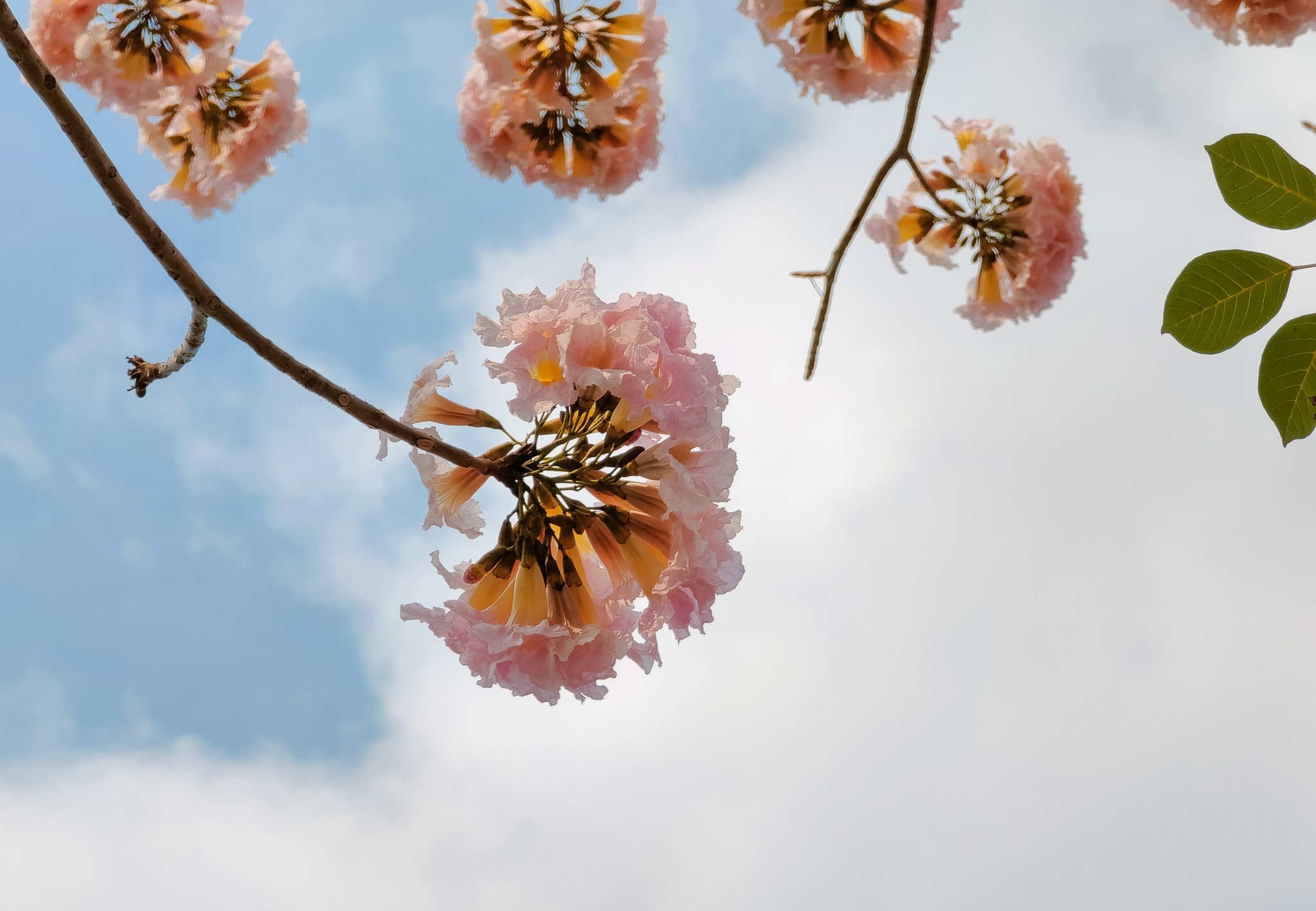 Oppo ảnh 2 Oppo anh 2