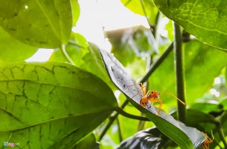 Samsung Galaxy M31 pin 6.000 mAh anh 7