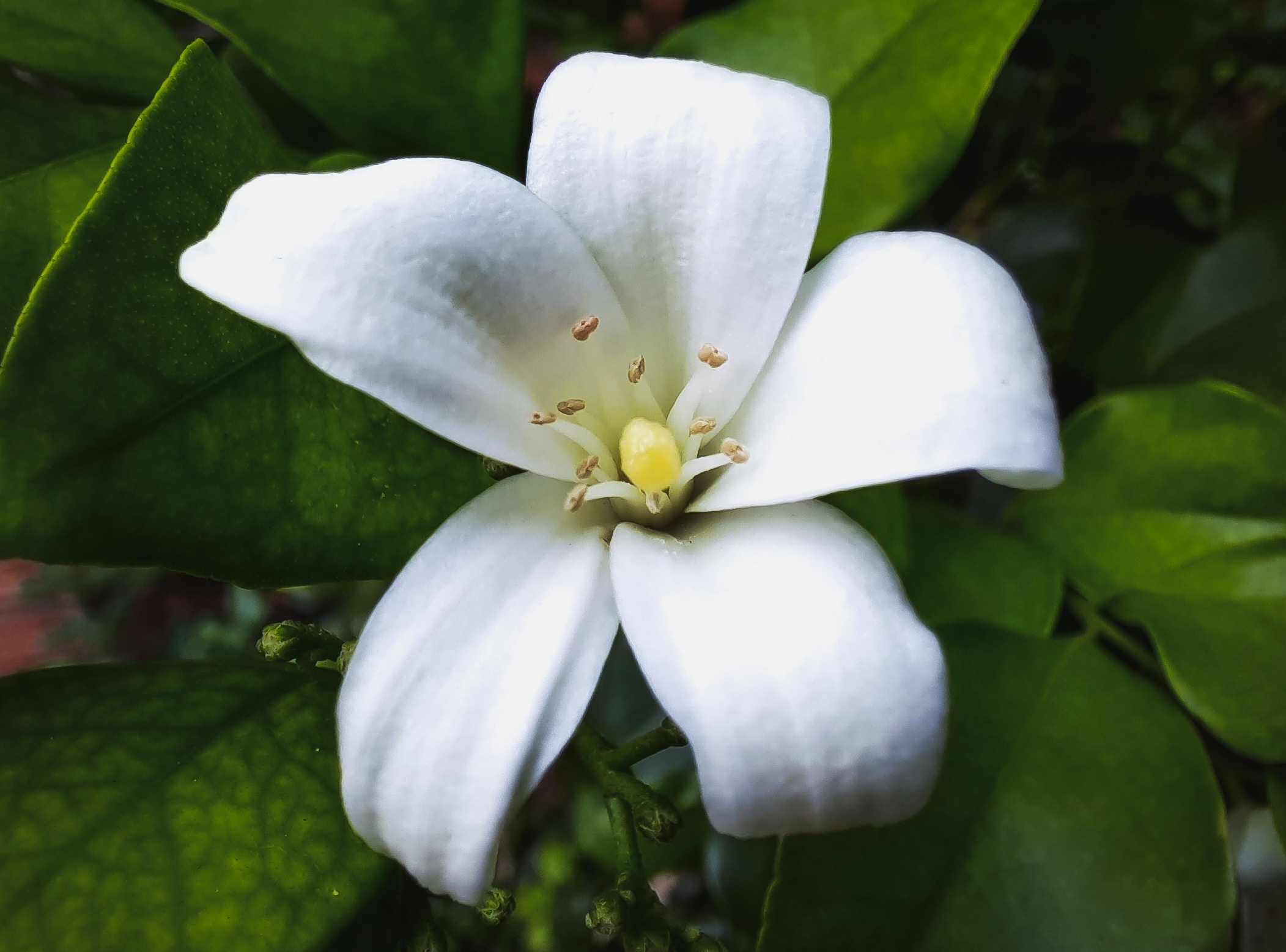 Samsung Galaxy M31 pin 6.000 mAh anh 6