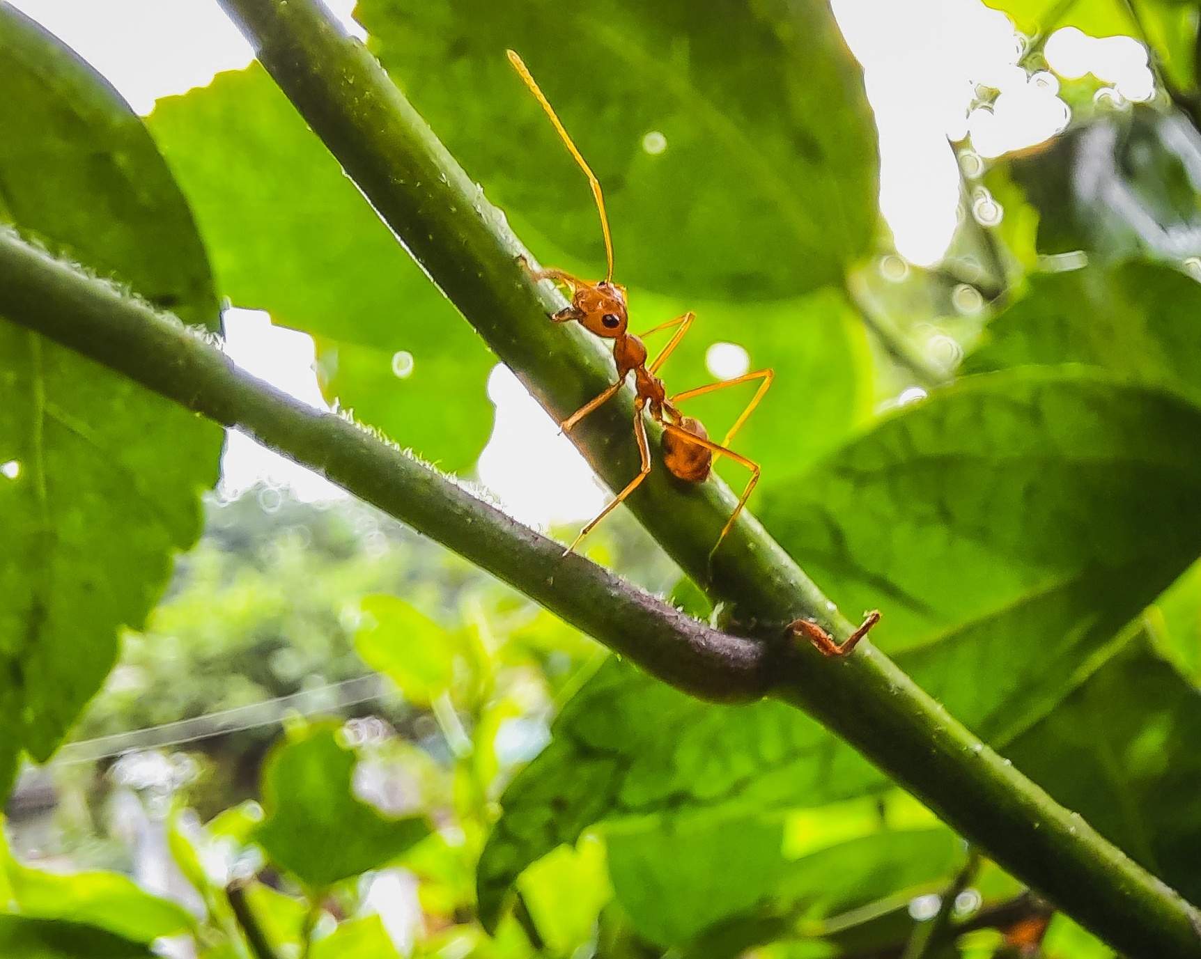 Samsung Galaxy M31 pin 6.000 mAh anh 8