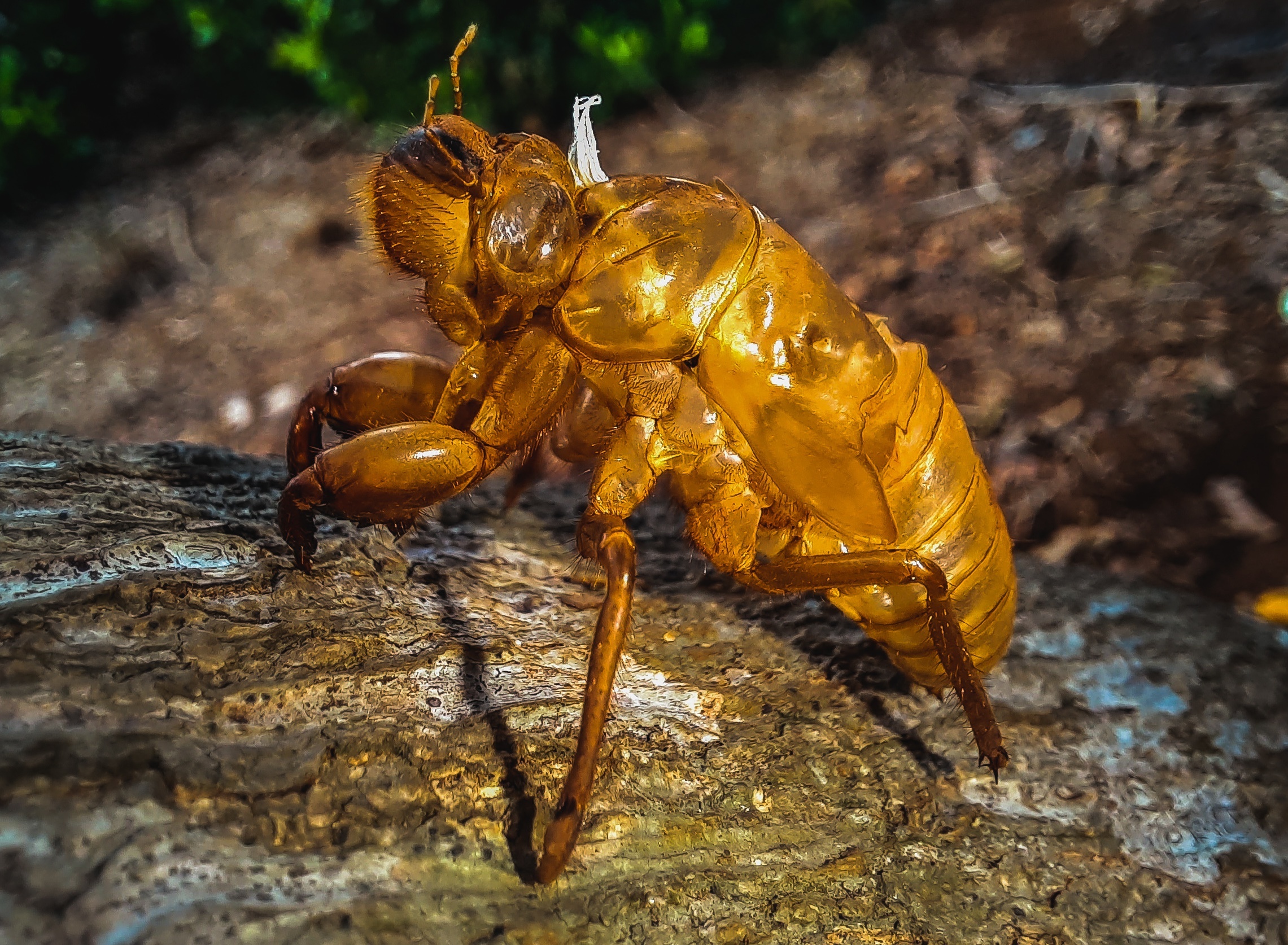 Samsung Galaxy M31 pin 6.000 mAh anh 7