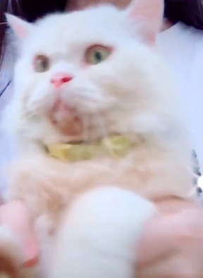 cover ghen co vy anh 2