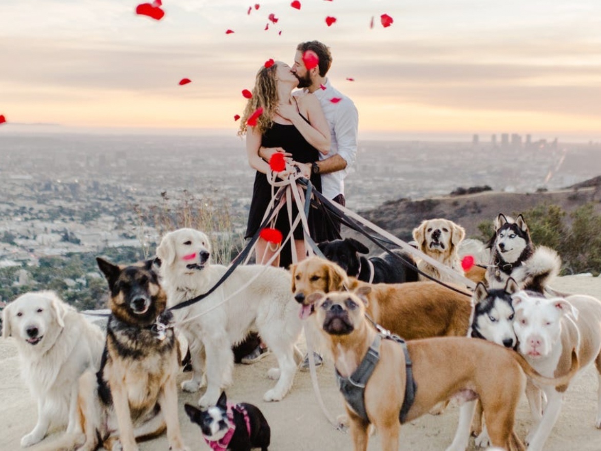 Xu huong cung nuoi thu cung cua cac cap doi hinh anh