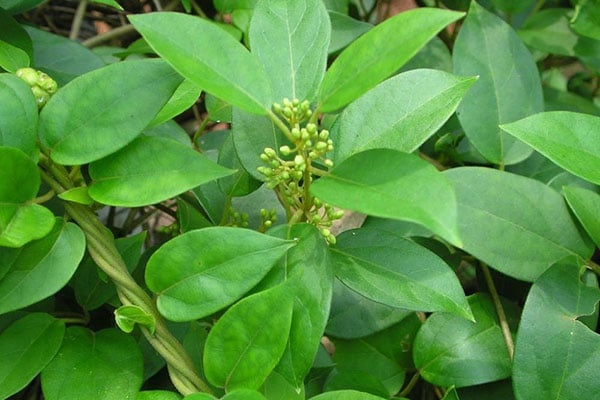 Cong dung ho tro dieu tri tieu duong cua day thia canh la to hinh anh