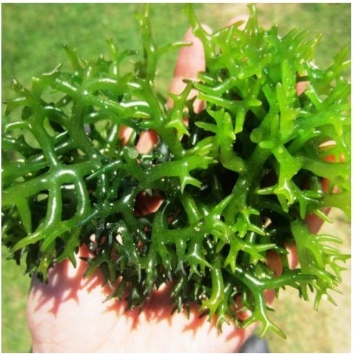 nuoc giai khat Long Hai anh 3