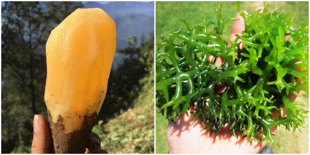 Catalia  ảnh 4 Catalia anh 4