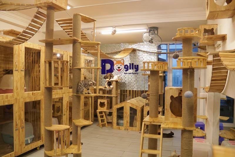 Nuôi mèo ảnh 4 Nuoi meo anh 4