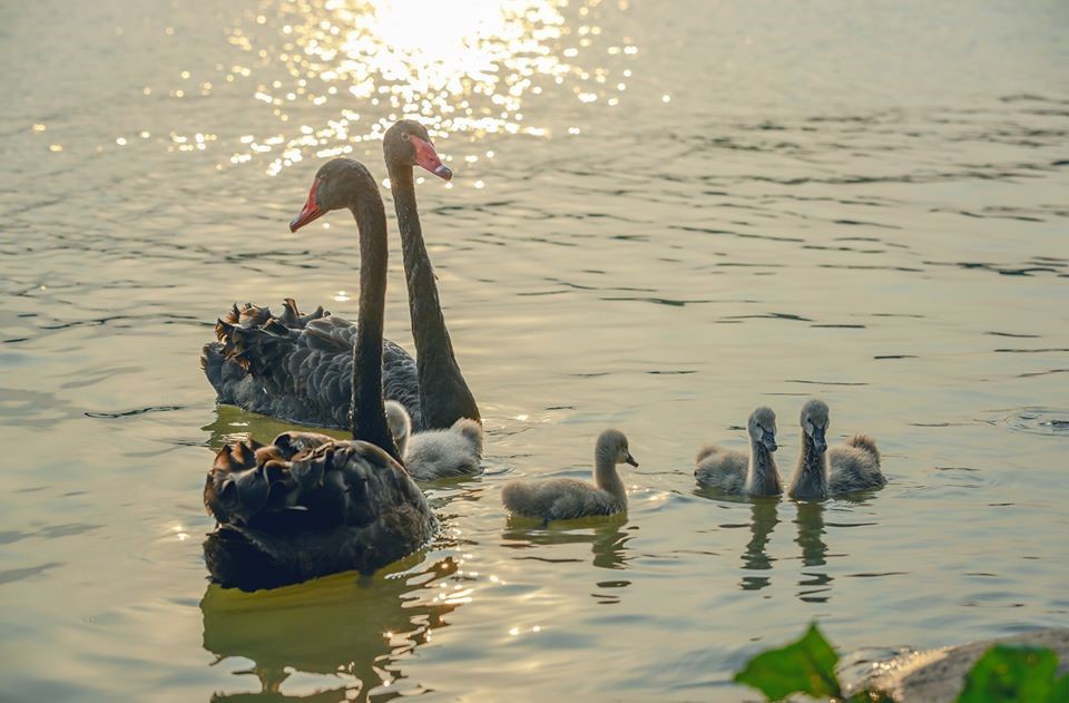 Can canh dan thien nga tai khu do thi xanh Ecopark hinh anh
