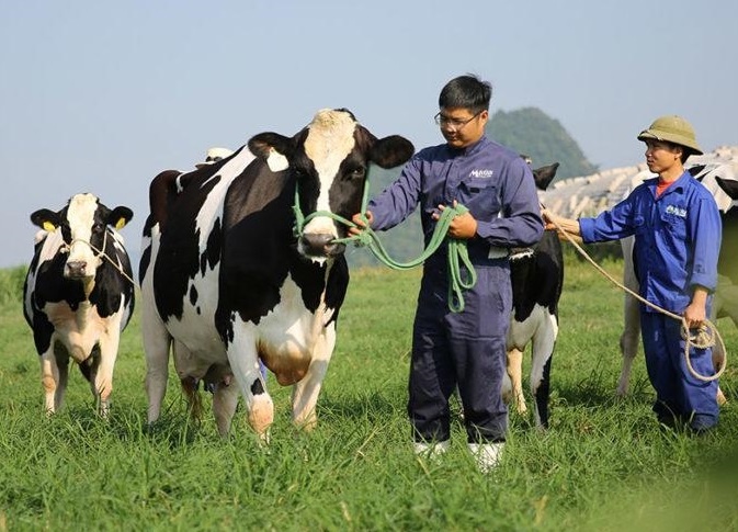 Sua Moc Chau - qua tang tu thao nguyen xanh hinh anh