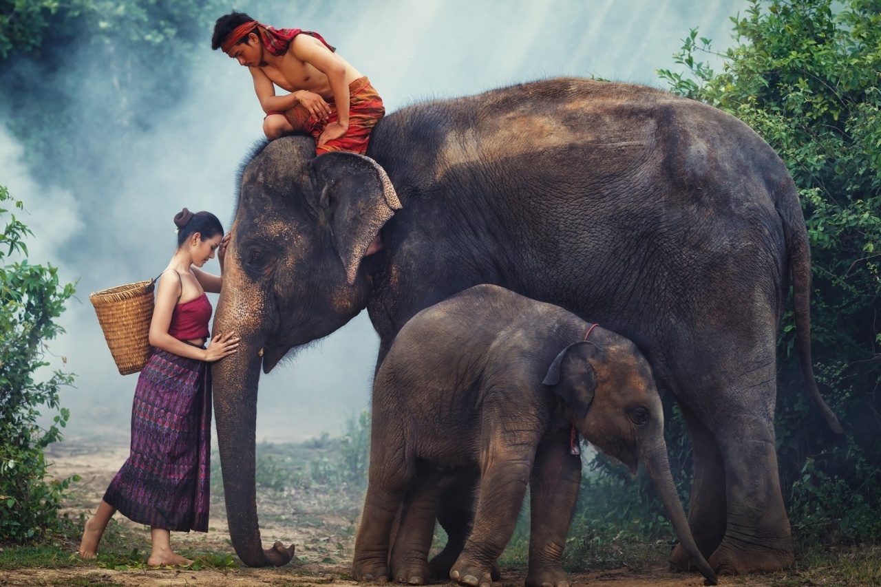 To tinh voi xu chua vang qua cuoc thi 'Thai Lan trong toi 2020' hinh anh