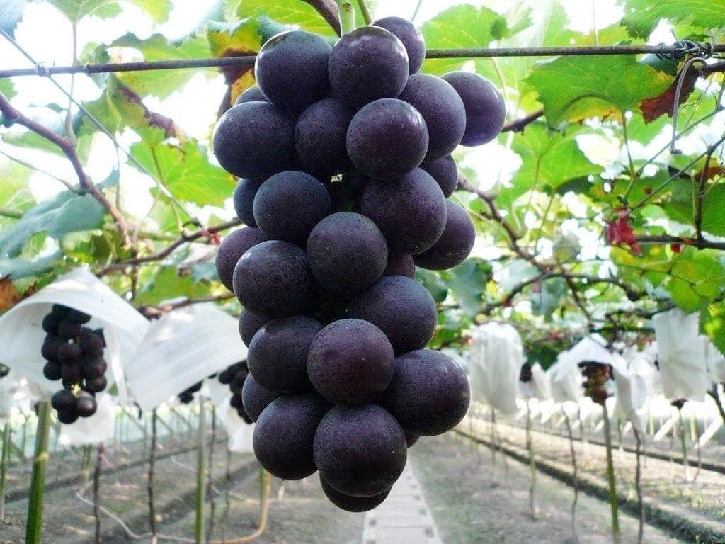 nho Hàn Quốc ảnh 1 nho Han Quoc anh 1