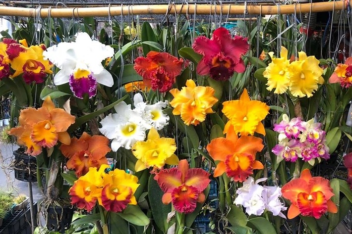 5 loai hoa lan dep va de trong danh cho nguoi moi choi hinh anh