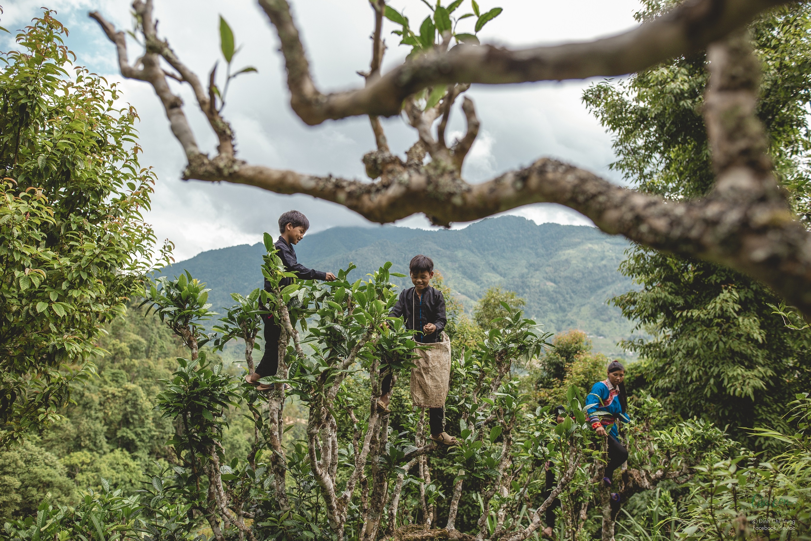 Lifebuoy ảnh 1 Lifebuoy anh 1