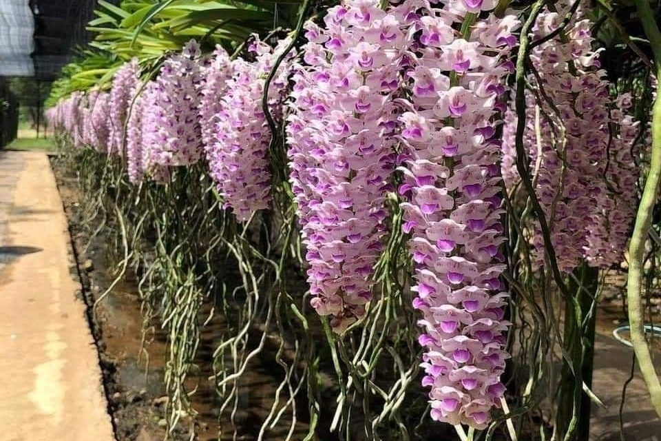 Tu nhan vien van phong den chu cua hang hoa Me Lan hinh anh