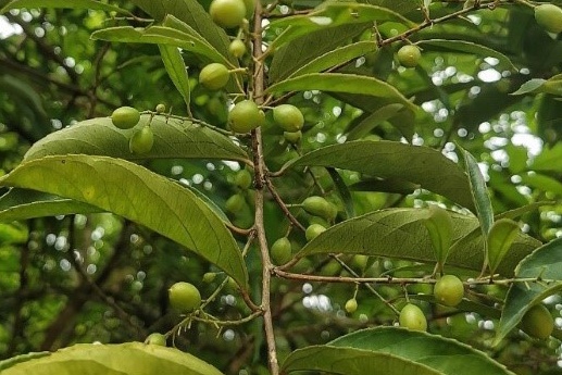 Nhung dieu can biet ve cay xa den trong chua benh hinh anh