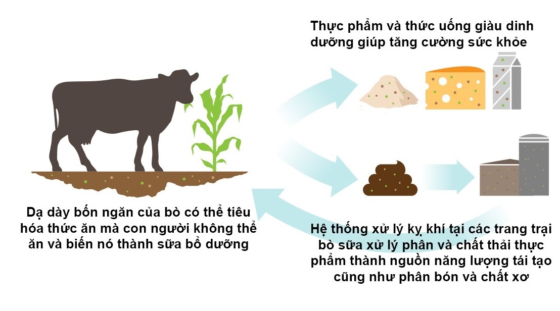 Hiep hoi Xuat khau bo sua My anh 4