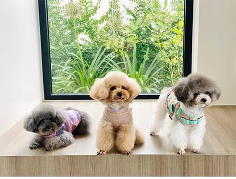 Dan cho Poodle tri gia hon 1 ty dong tai Bao Loc hinh anh