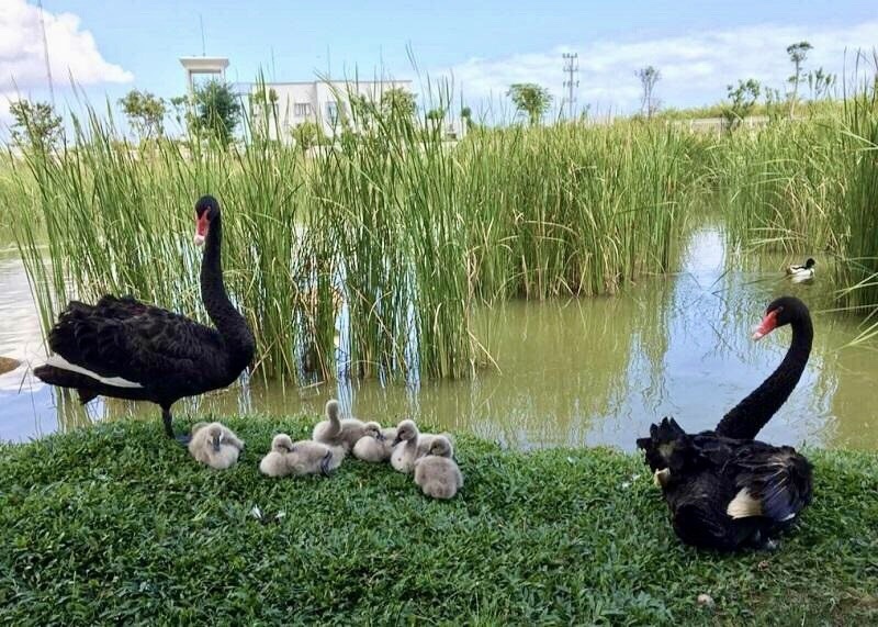 Vinpearl Safari Phu Quoc anh 6