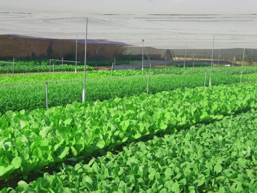 giai phap kinh doanh thoi dich anh 1