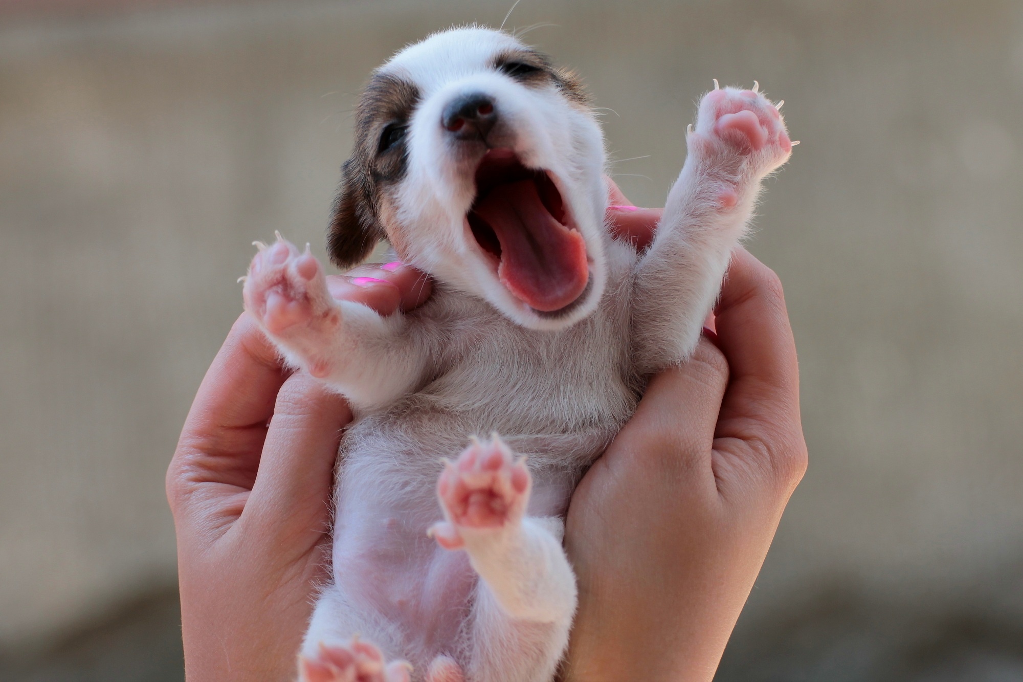 Nhung nguyen tac khi tam cho cun cung hinh anh