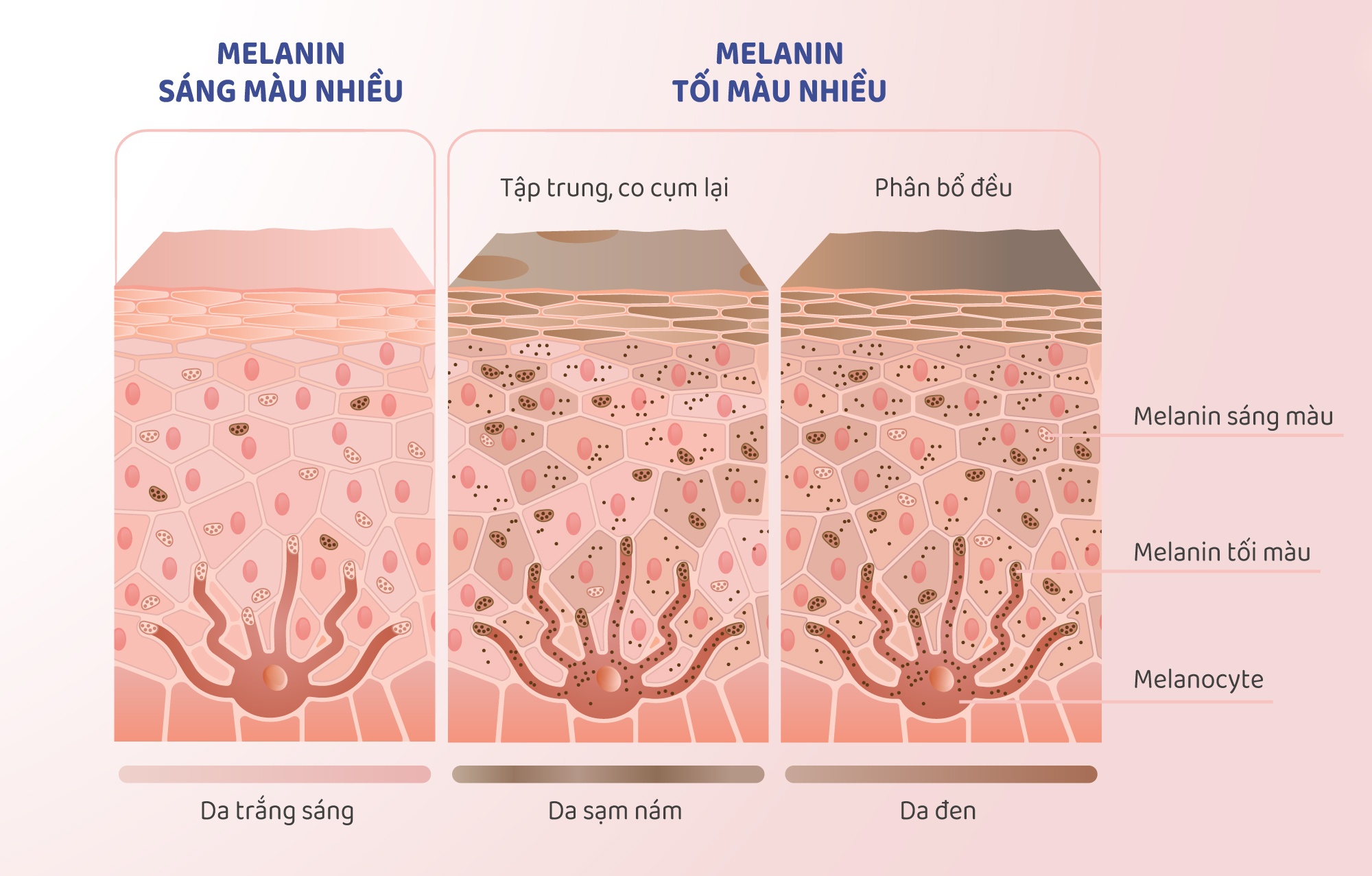 công dụng của melanin ảnh 1 cong dung cua melanin anh 1