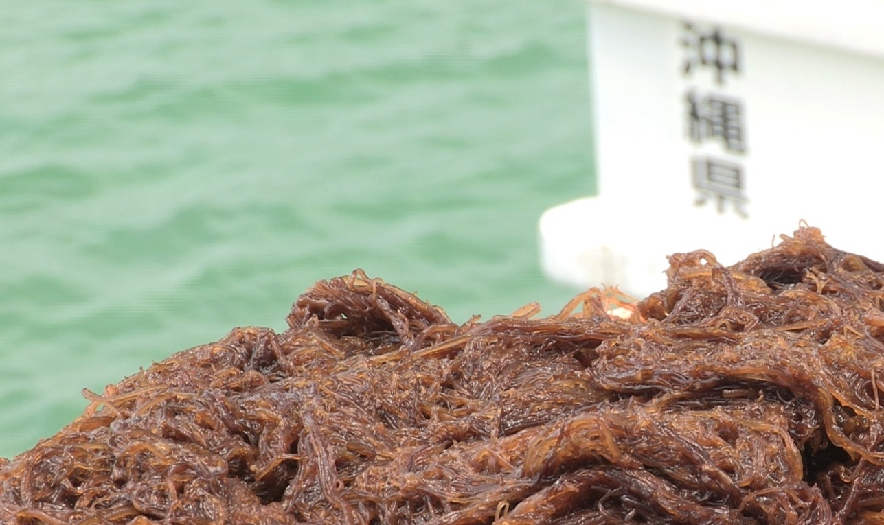 san pham Umi No Shizuku anh 1