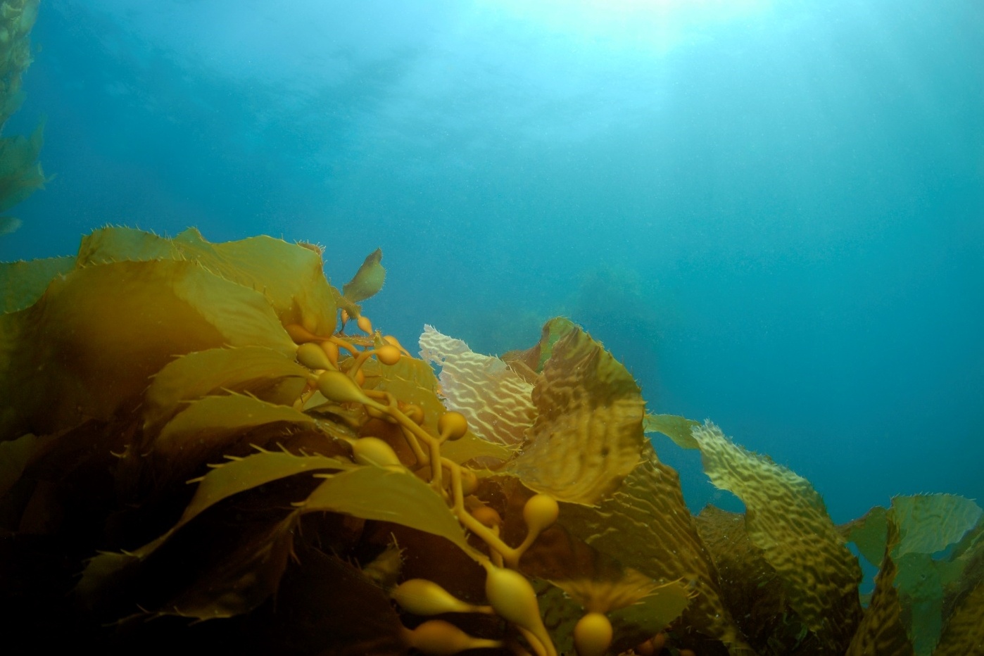 san pham Umi No Shizuku anh 2