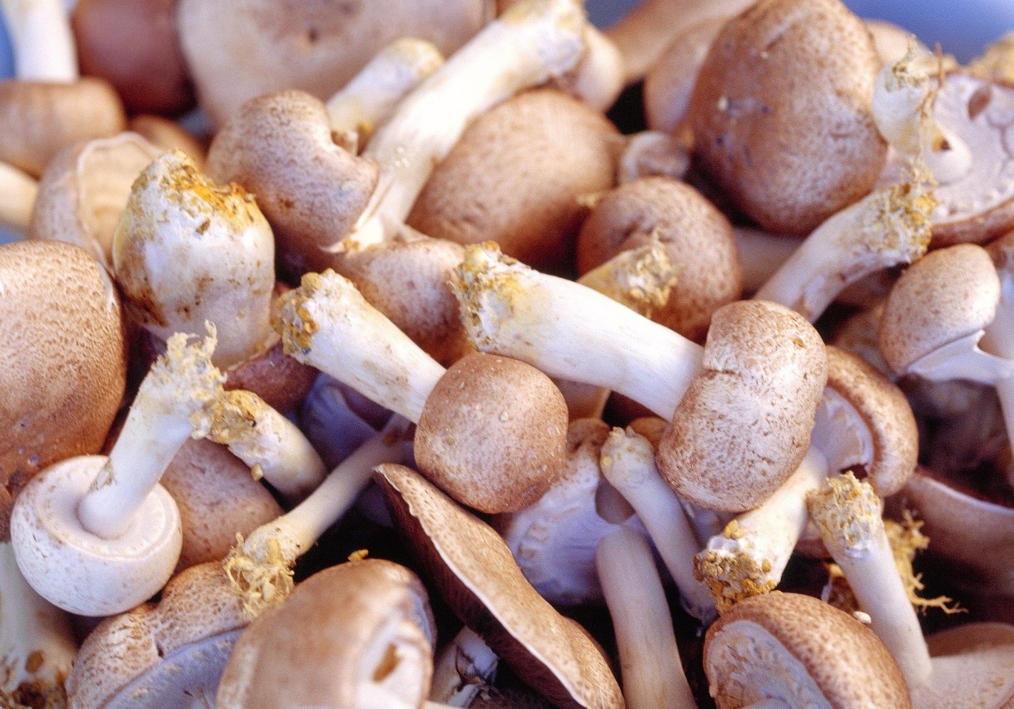 san pham Umi No Shizuku anh 3