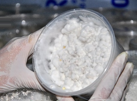 Cong nghe nuoi cay nam duoc lieu dang soi the hinh anh