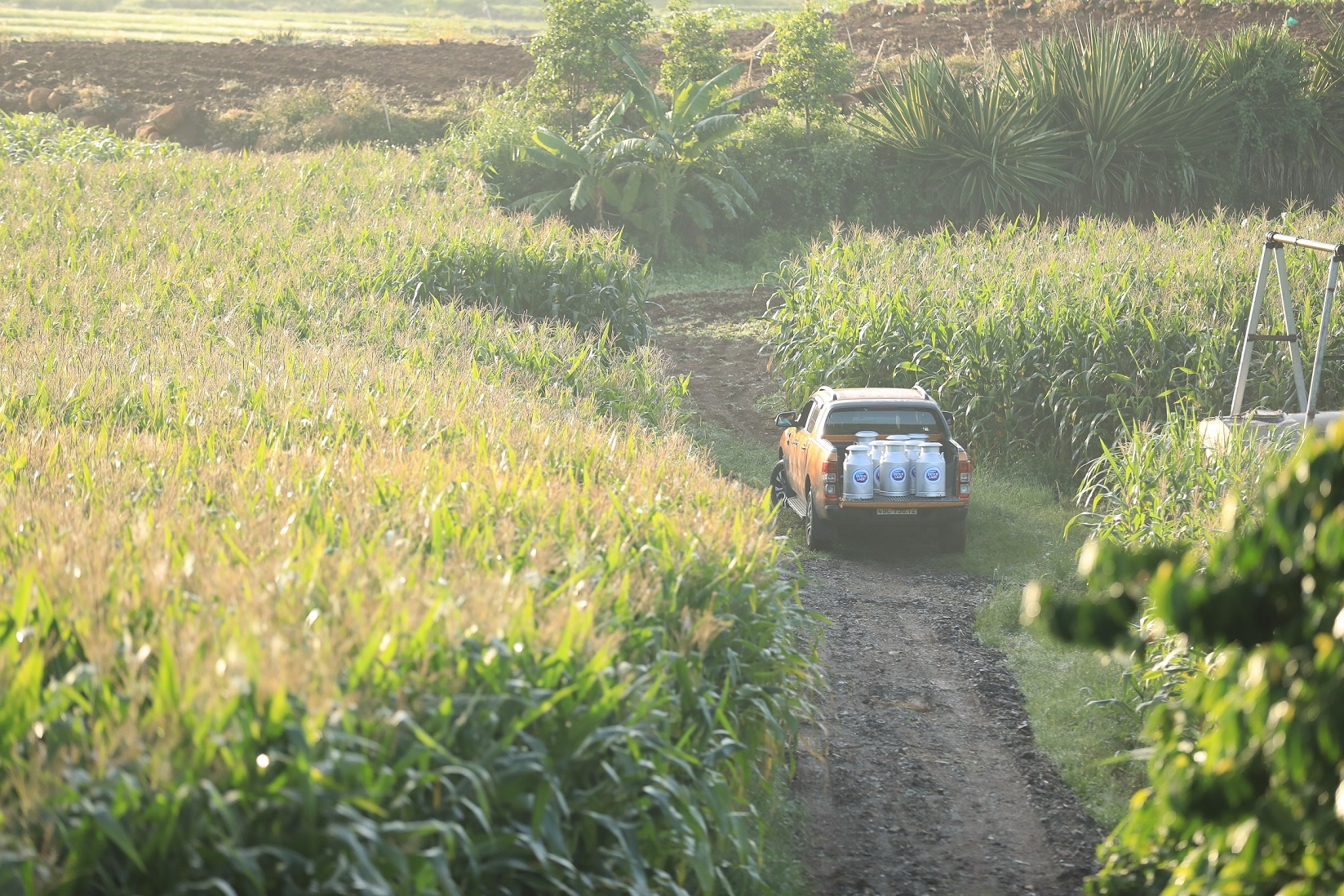 Co Gai Ha Lan anh 10