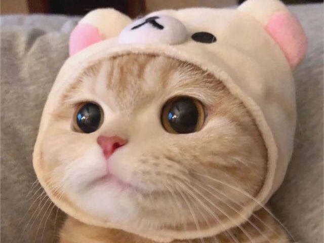 Fanpage thu cung thu hut gan 2,5 trieu like hinh anh