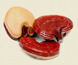 Surbex Natural Lingzhi anh 1