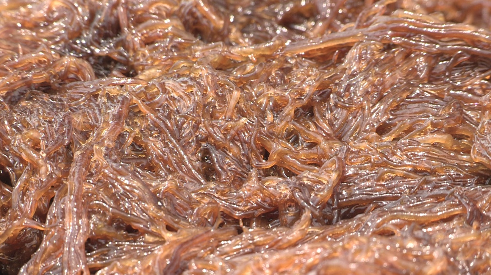 Umi No Shizuku Fucoidan ảnh 4 Umi No Shizuku Fucoidan anh 4