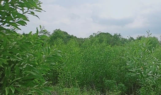 Panasonic Việt Nam ảnh 3 Panasonic Viet Nam anh 3