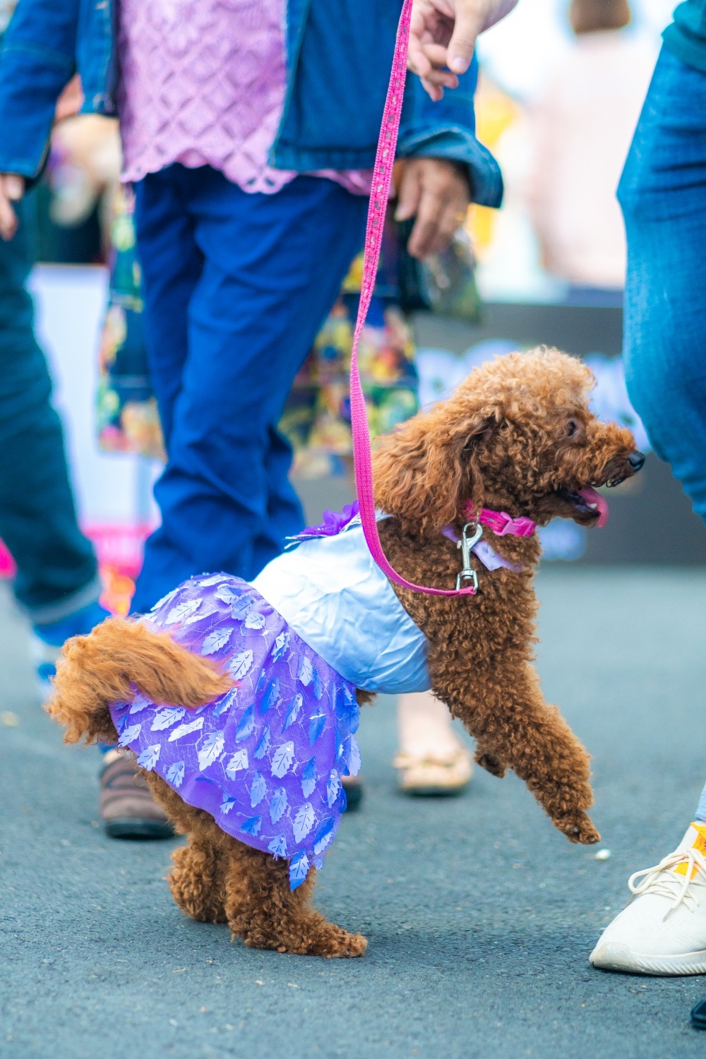 Festival thú cưng Cần Thơ ảnh 5 Festival thu cung Can Tho anh 5