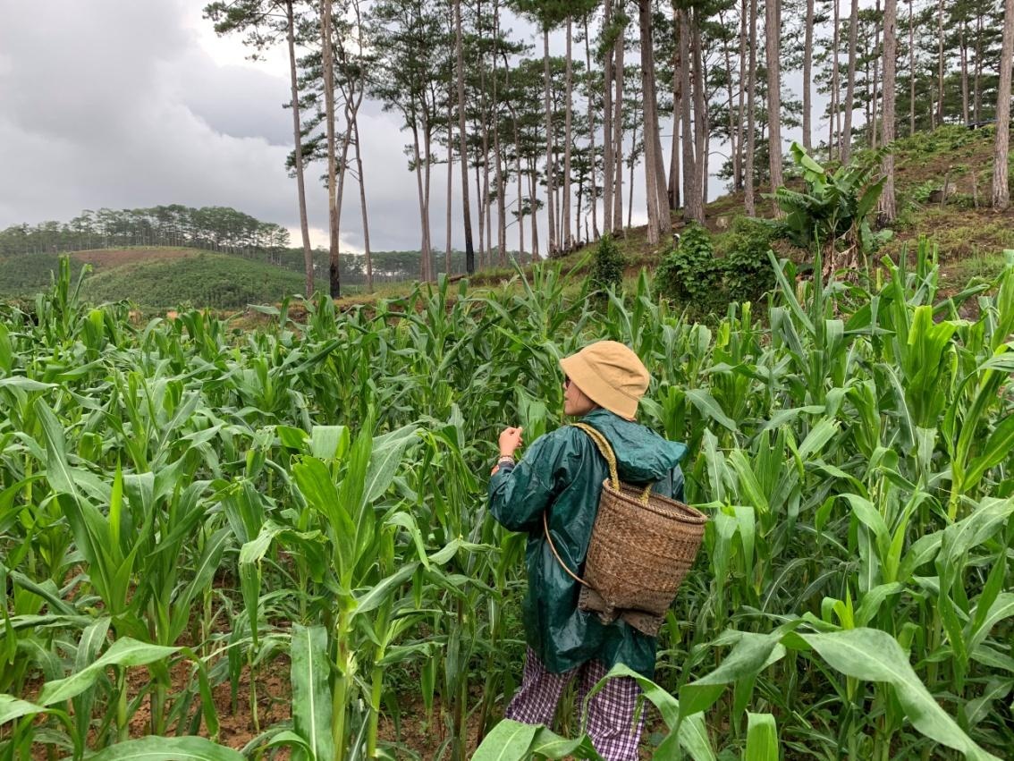 Trong rau sach anh 4