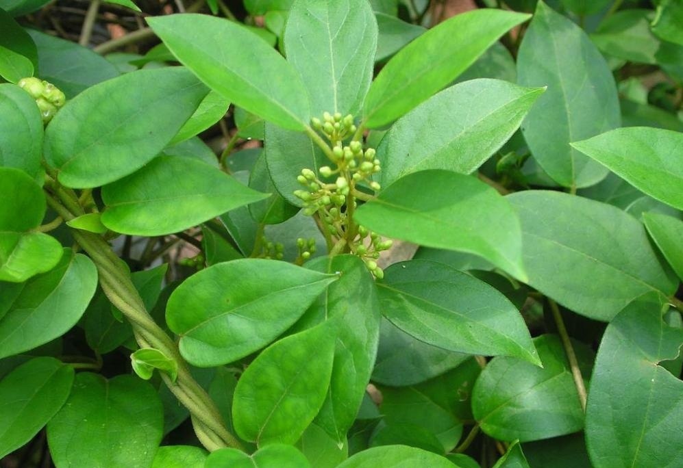 Lakoo - san pham ho tro lam giam duong huyet tu day thia canh hinh anh