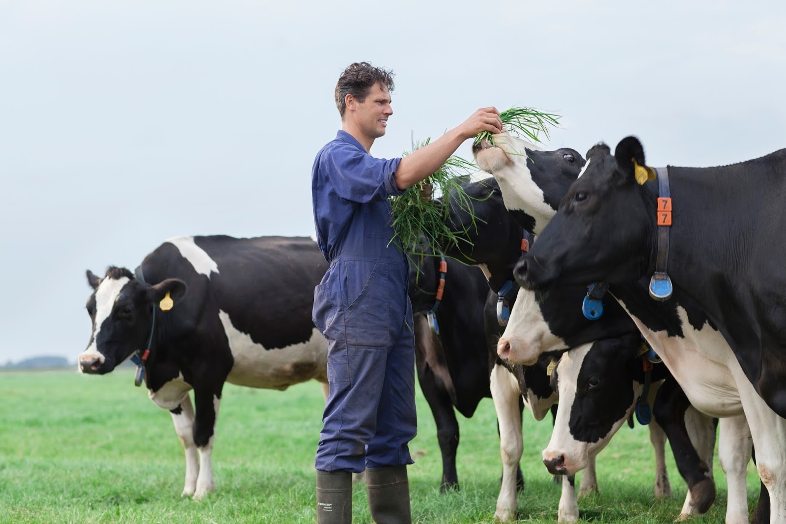 Cô Gái Hà Lan ảnh 2 Co Gai Ha Lan anh 2