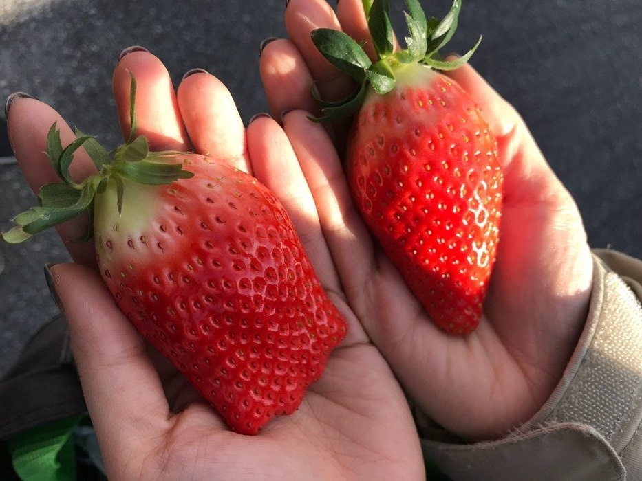 Trai nghiem tiec trang mieng cao cap voi dau tay Han Quoc hinh anh