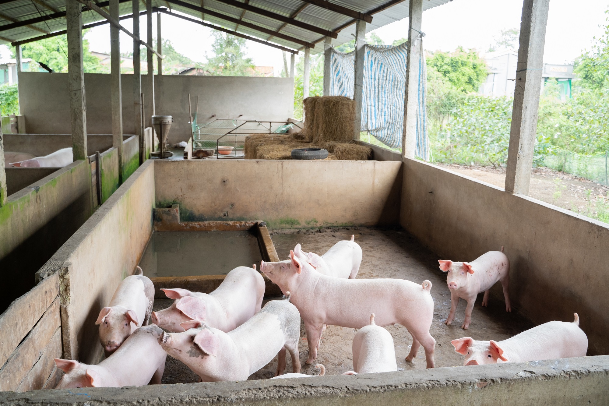 GreenFeed Viet Nam anh 2