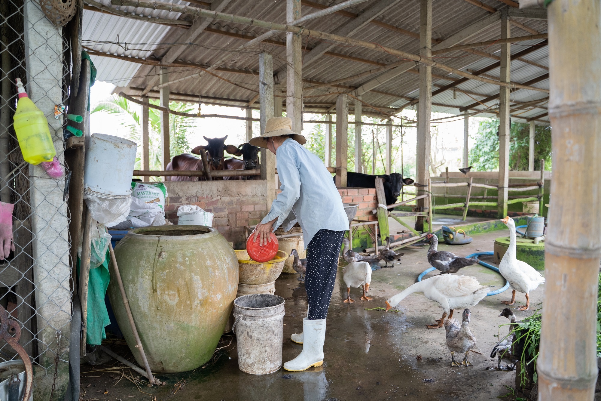 GreenFeed Viet Nam anh 5