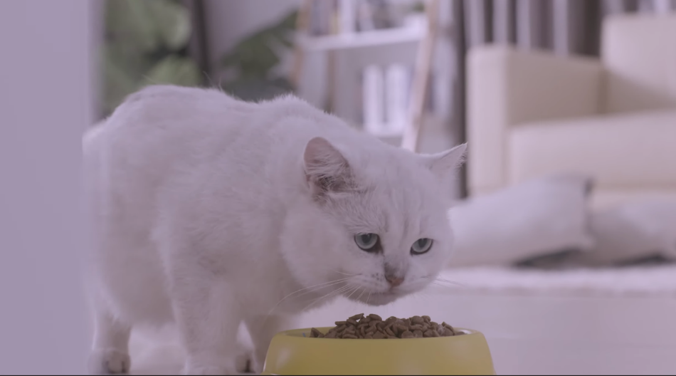 Minino Yum ảnh 2 Minino Yum anh 2