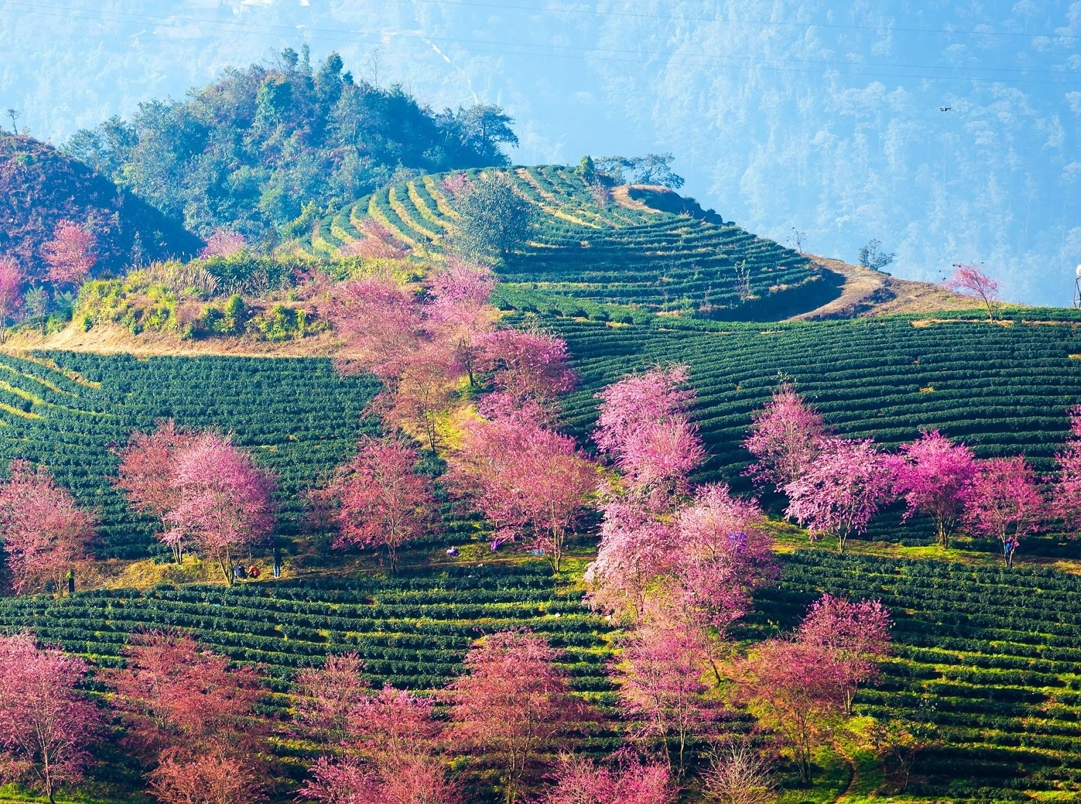 Kham pha ve tho mong cua mua xuan phuong Bac hinh anh