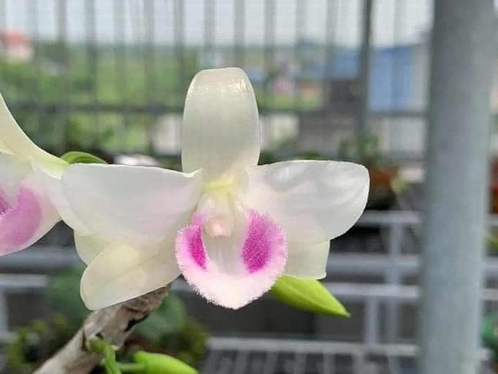 Mua hoa dep choi Tet tai Phong Lan Tung Nguyen hinh anh