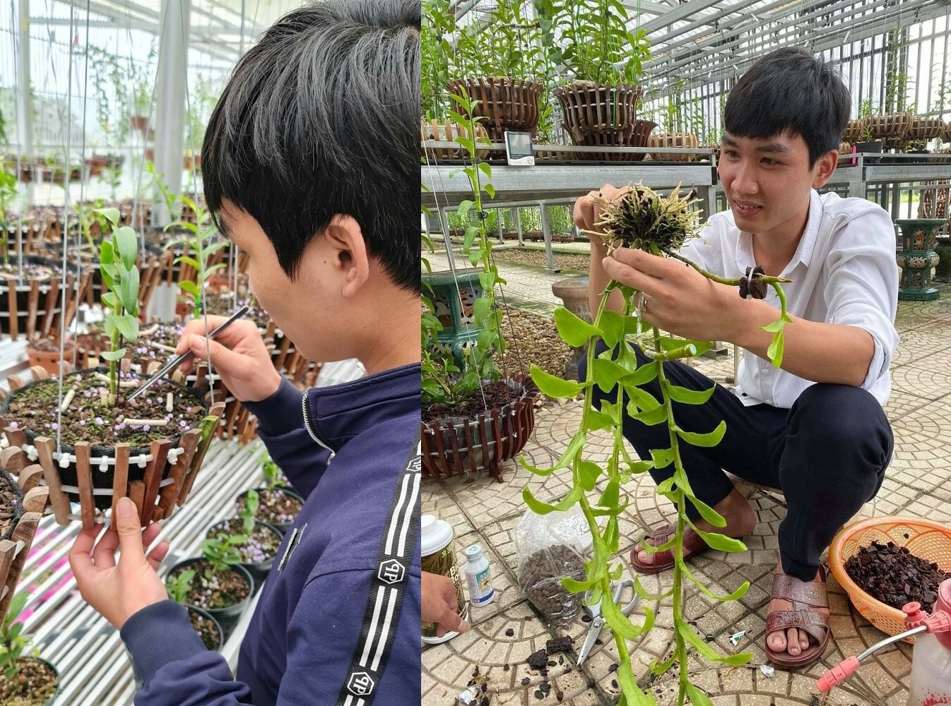 Phong Lan Tung Nguyen anh 2