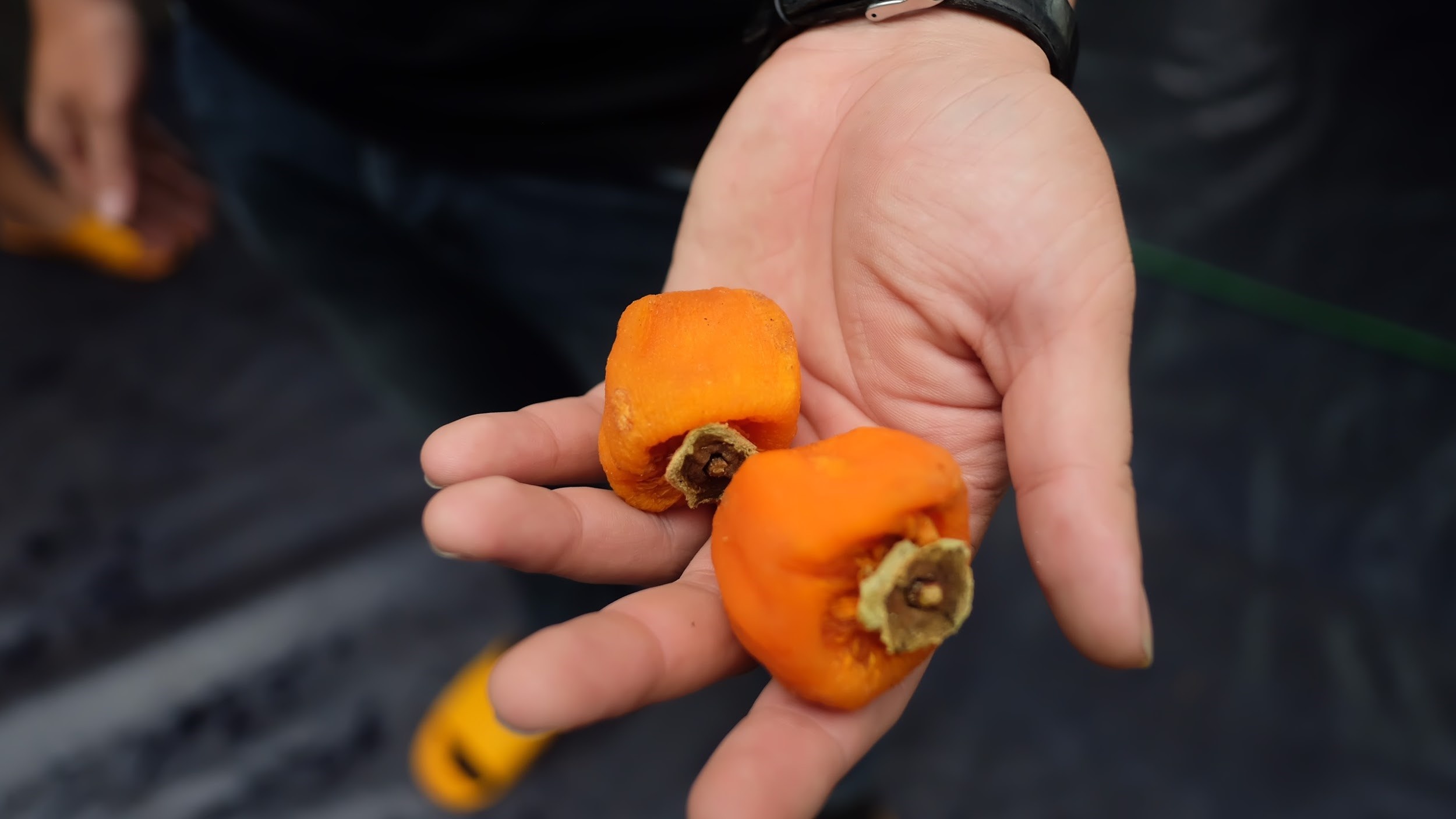 Hong treo gio Da Lat anh 7